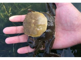 加強(qiáng)河蟹脫殼期管理、高溫期蟹塘管理要點(diǎn)